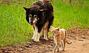 La alimentación de perros y gatos